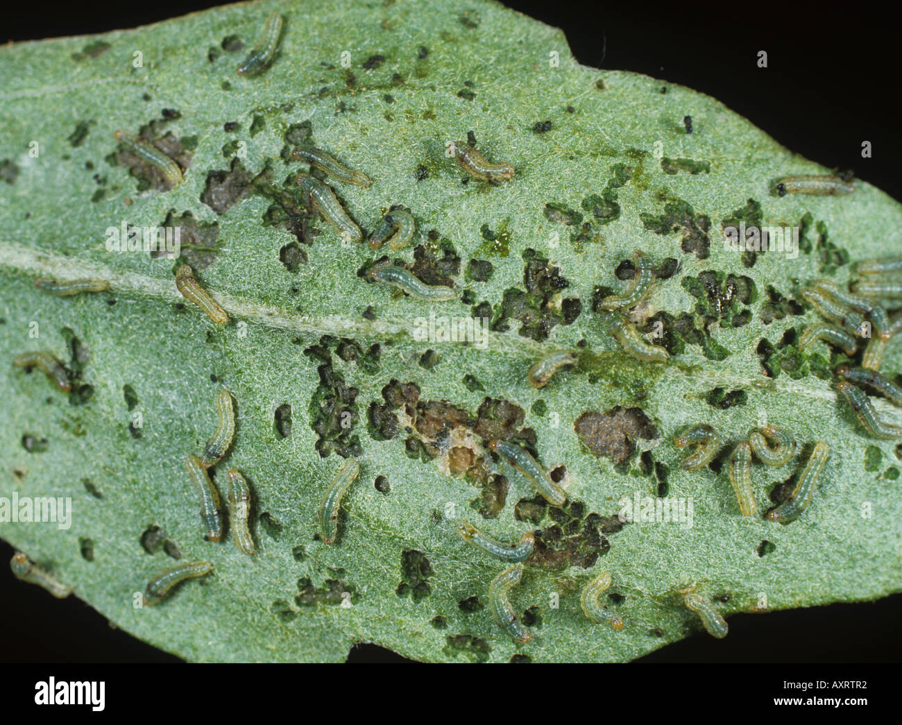Young armyworm Spodoptera litura caterpillars damaging a Chrysanthemum leaf Stock Photo