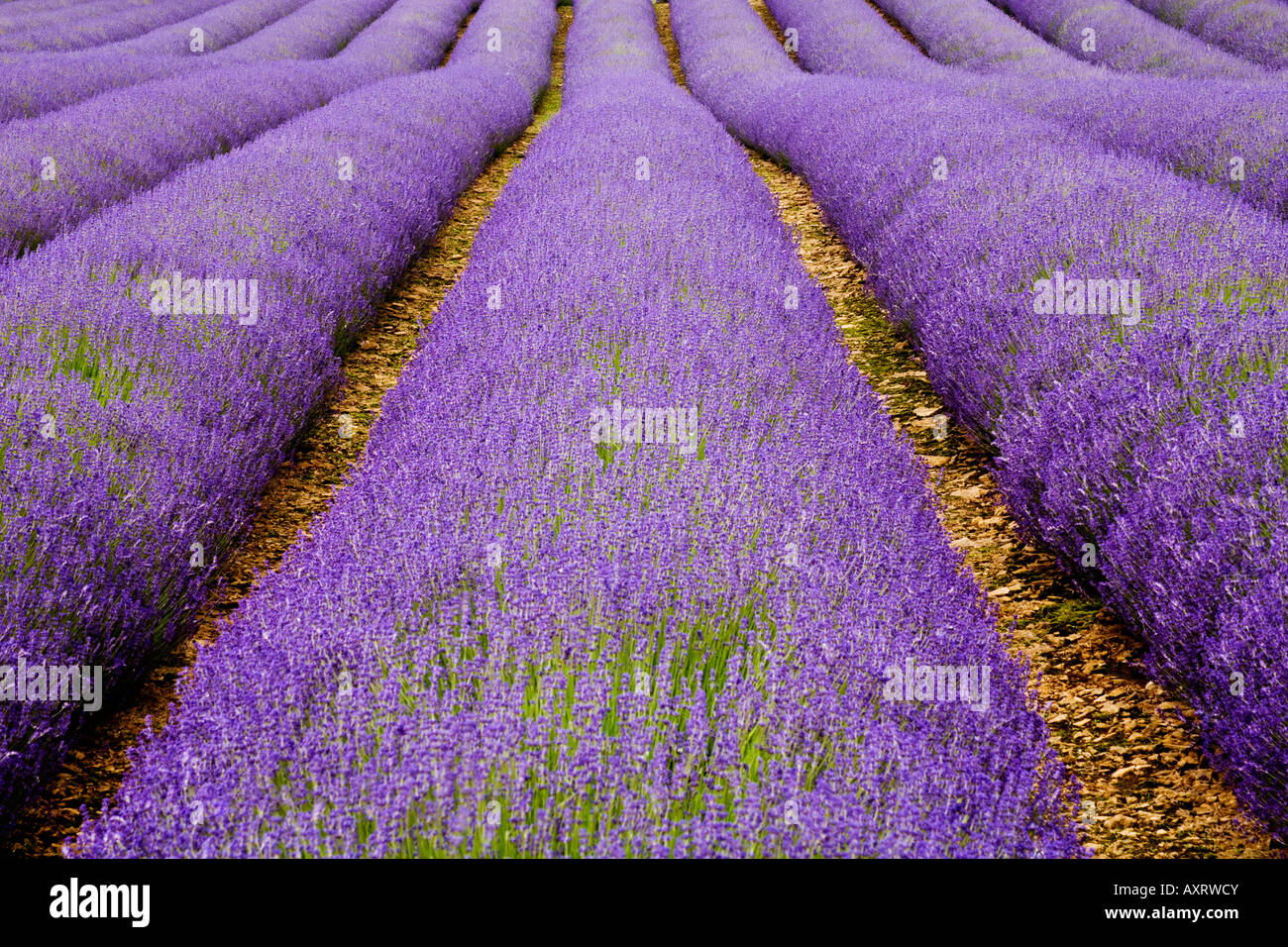 A symetrical shot of Lavender in flower growing in rows, taken in the English Cotswolds Stock Photo
