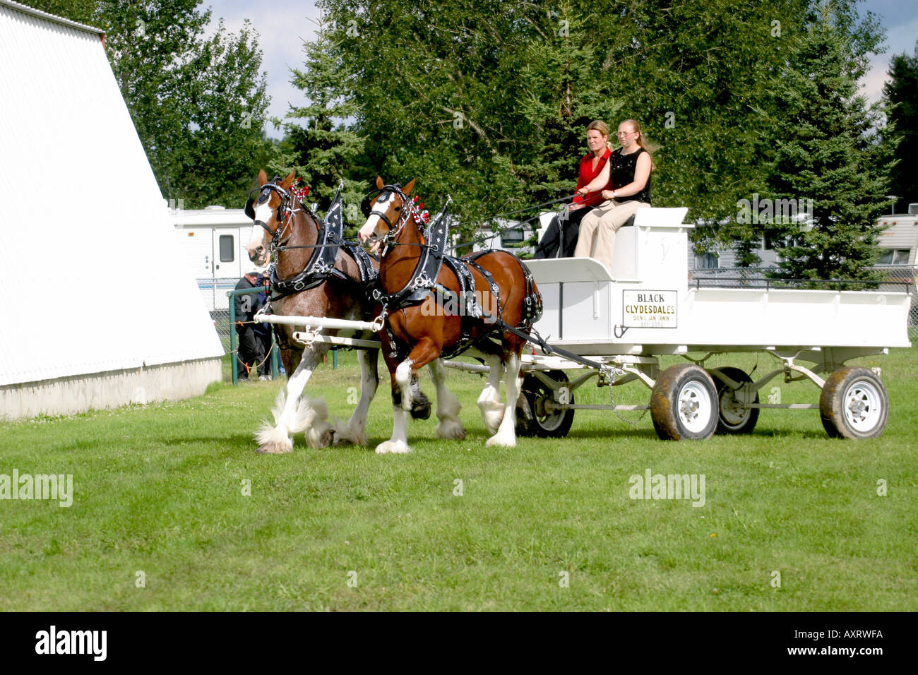 DRAFT HORSES; heavy horse Stock Photo Alamy