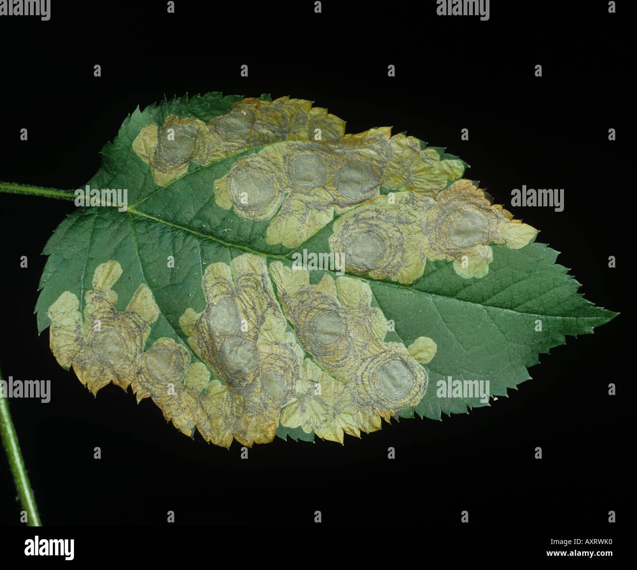 Circular leaf mines of apple leafminer (Leucoptera malifoliella) pest damage and larva feeding Stock Photo