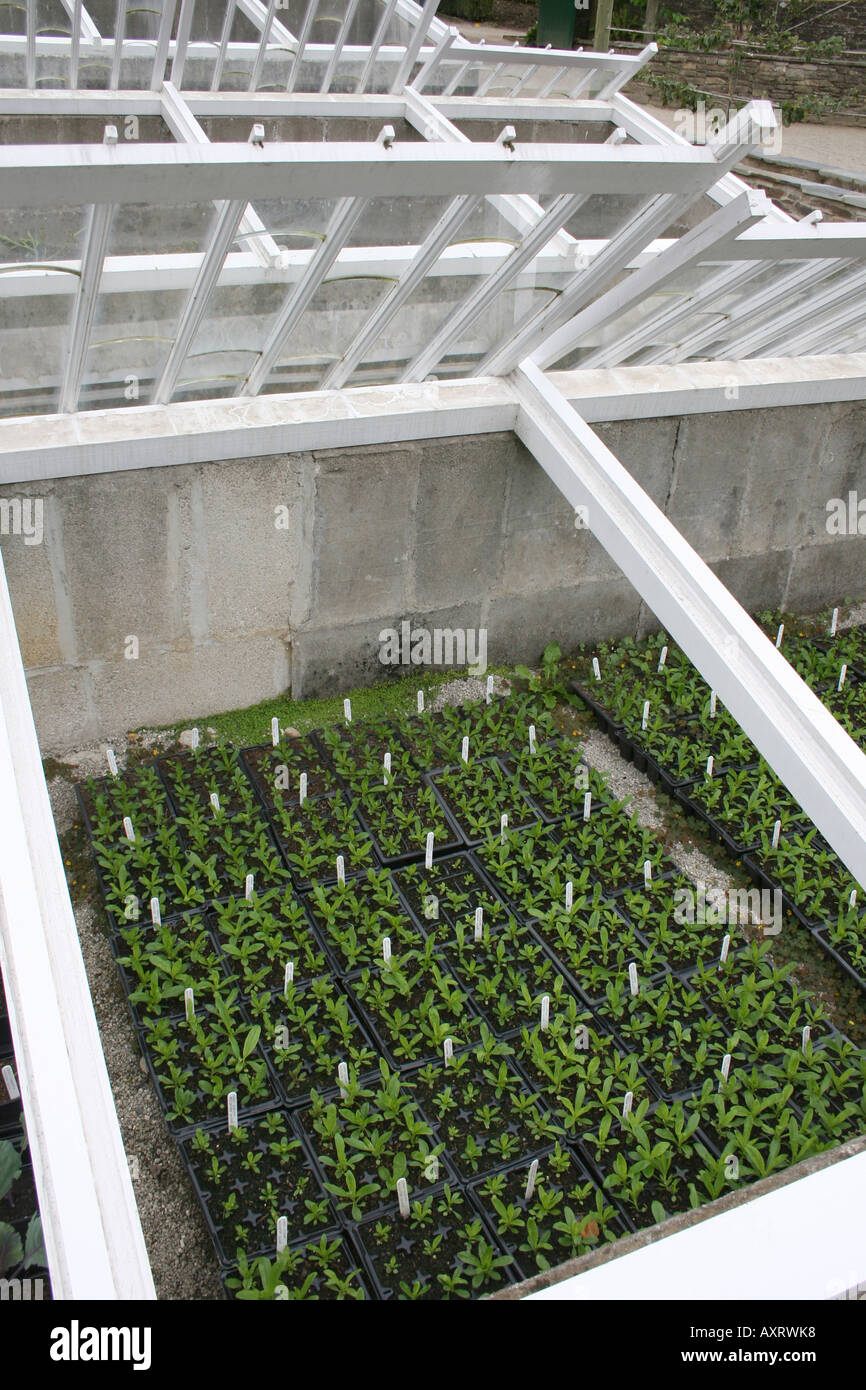COLD FRAMES WITH SEEDLINGS AND YOUNG PLANTS Stock Photo Alamy