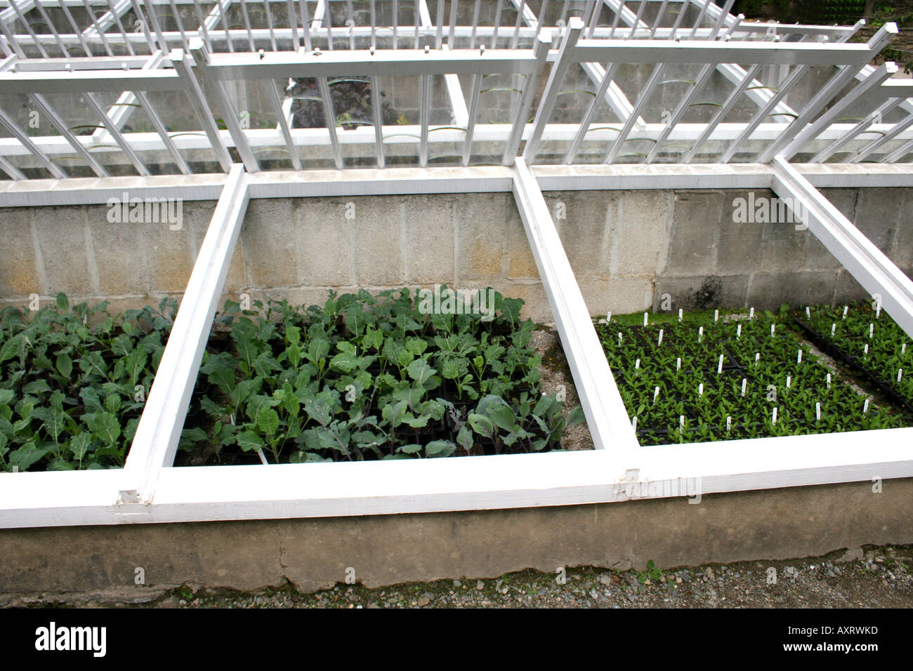 COLD FRAMES WITH SEEDLINGS AND YOUNG PLANTS Stock Photo Alamy