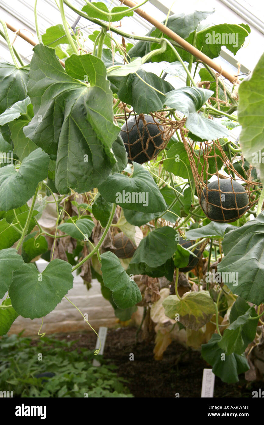 HORTICULTURE. MELON JENNY LIND GROWING IN A GREENHOUSE. CORNWALL