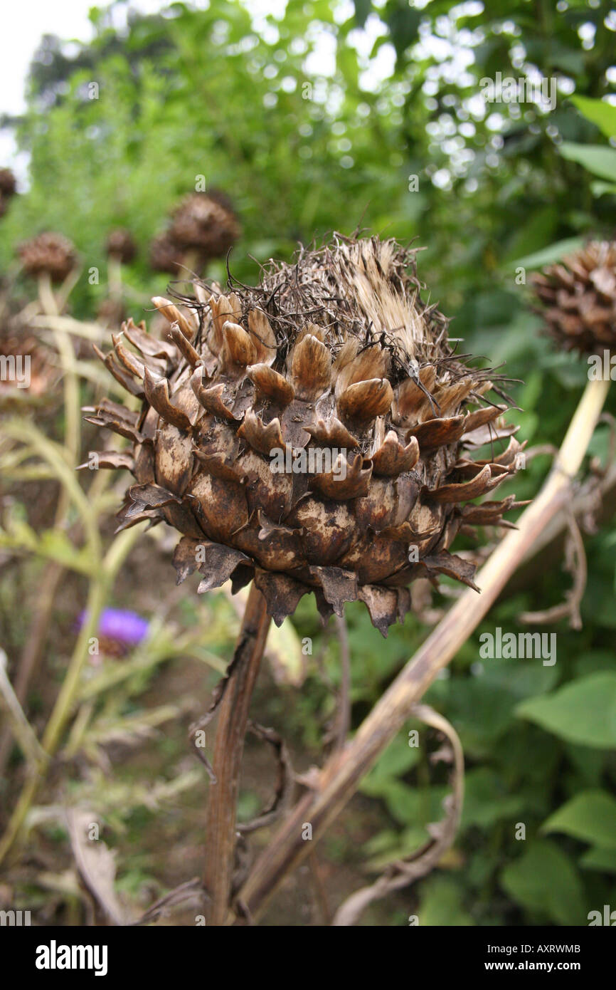 SEED-HEAD OF CYNARA CARDUNCULUS. CARDOON. Stock Photo