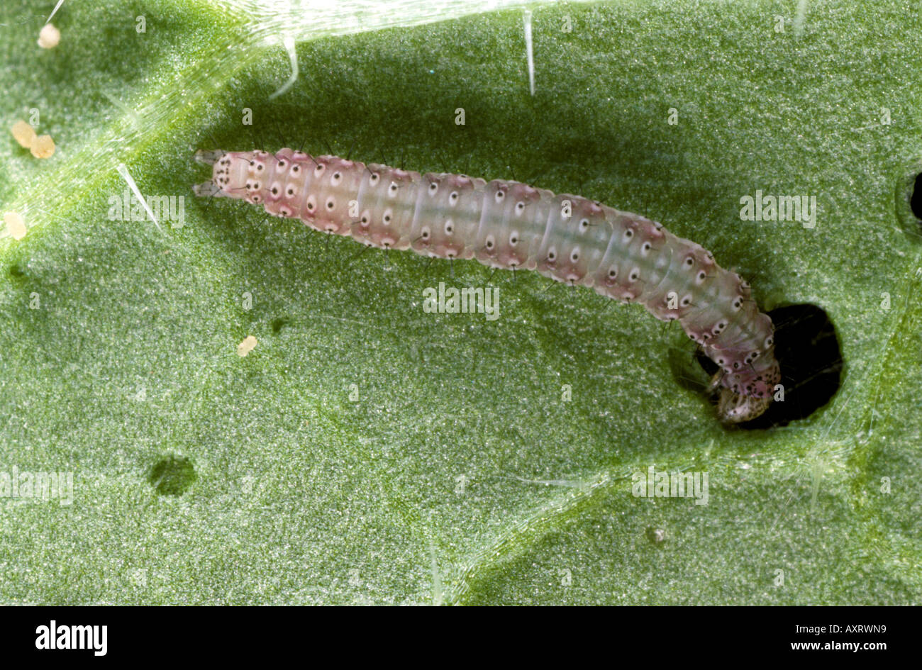 Diamondback moth Plutella xylostella caterpillar feeding on Chinese cabbage leaf Stock Photo