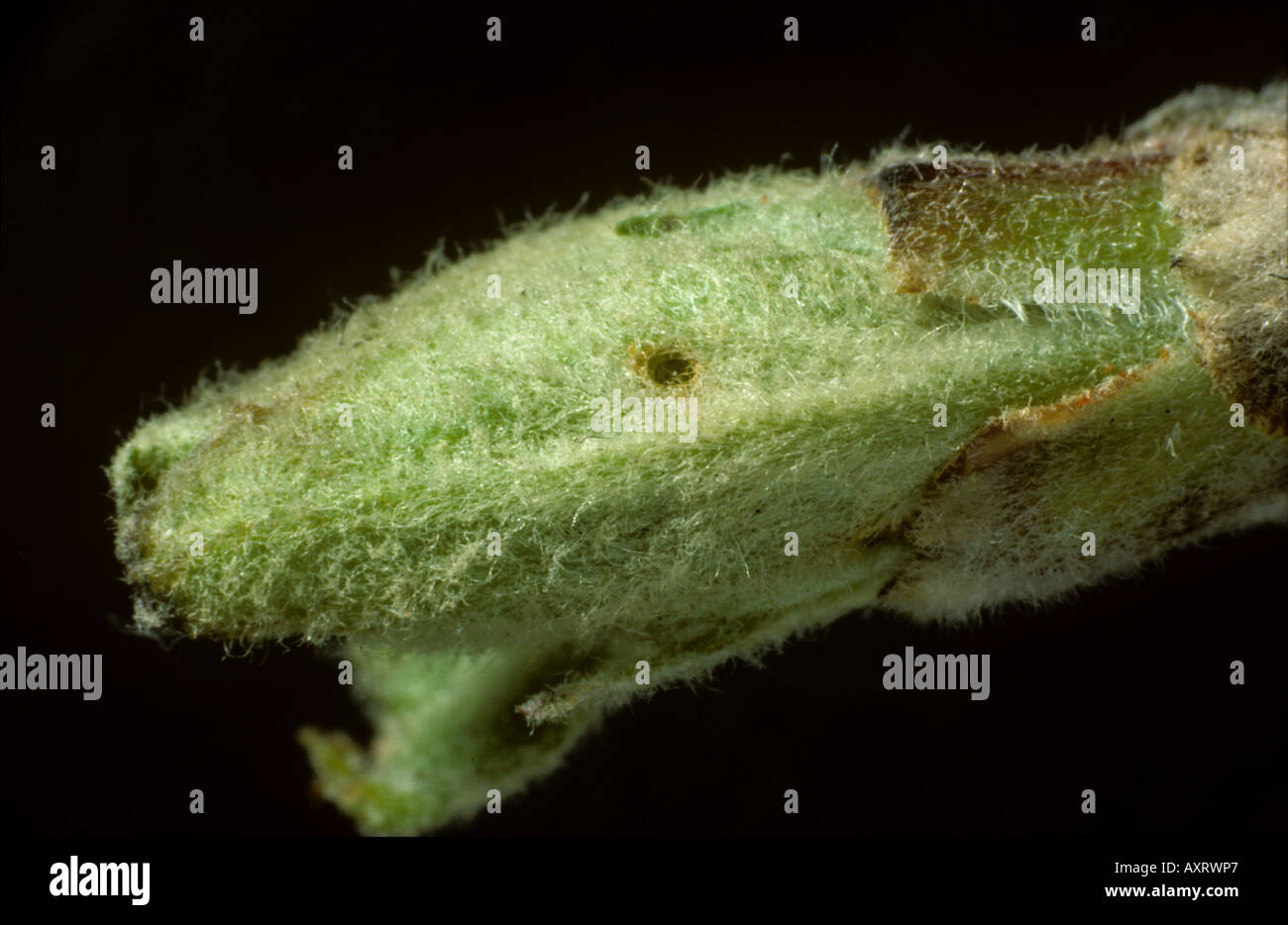 Damage to apple leaf bud by a winter moth Operophtera brumata caterpillar Stock Photo
