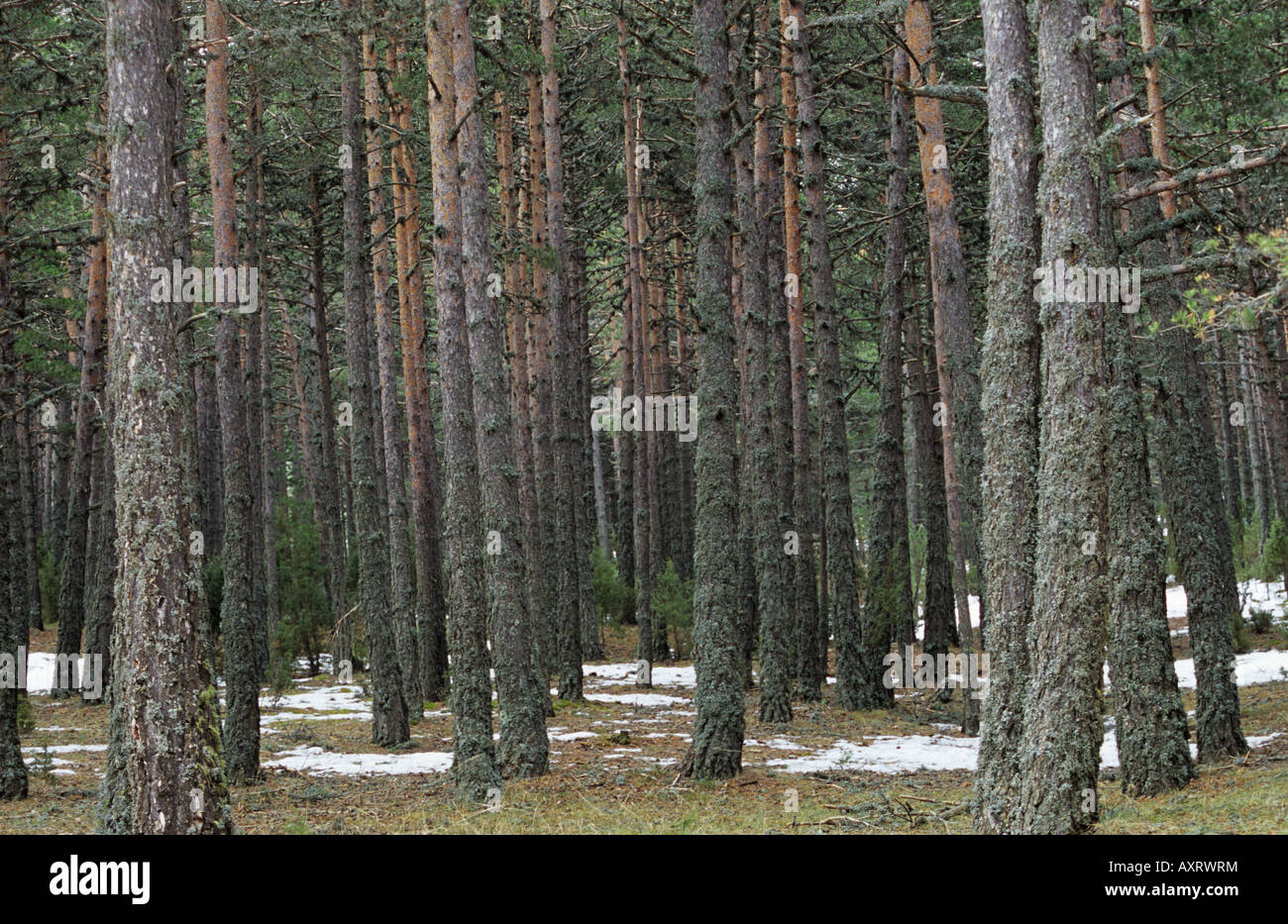 Pine forest, Sierra de Gudar, Teruel, Spain Stock Photo