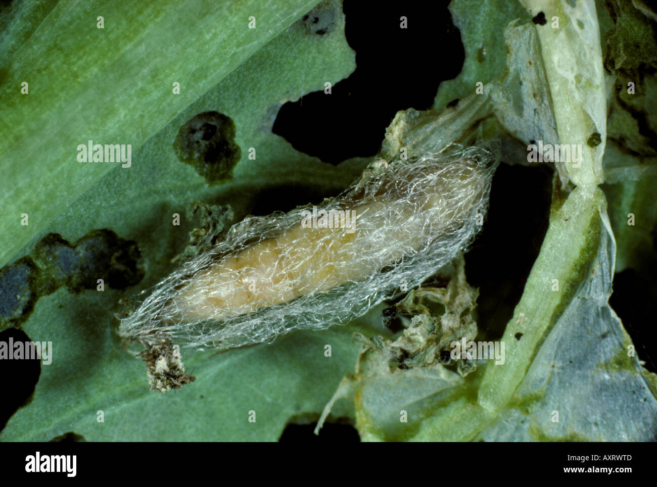 Diamondback moth Plutella xylostella pupal cocoon on a cabbage leaf Stock Photo