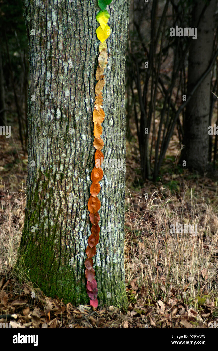 Land art landart colourful leaves aligned sorted colour tree trunk rainbow fuzzy green yellow red brown line forest fine autumn Stock Photo