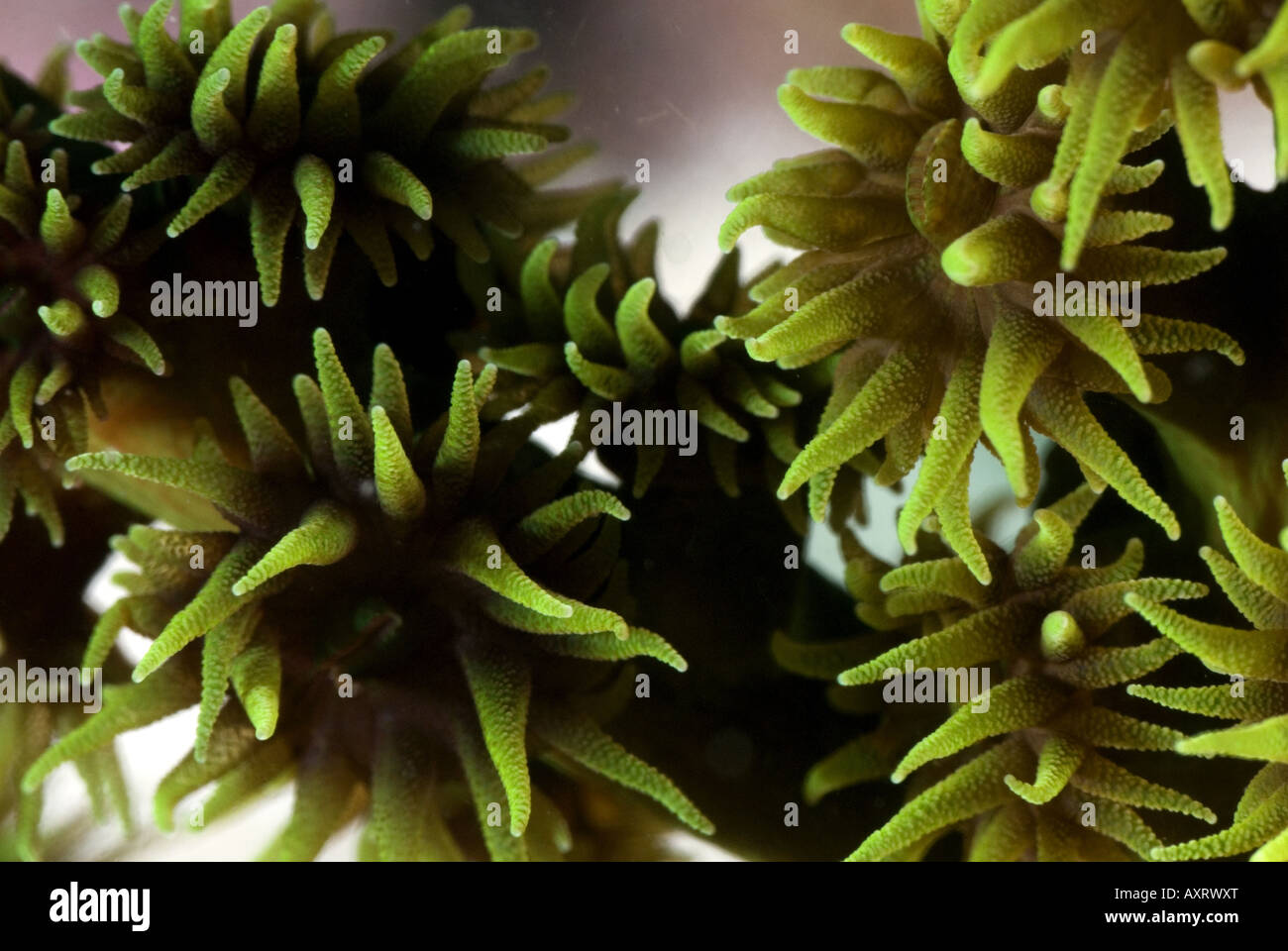 Green tree coral polyps under water Stock Photo