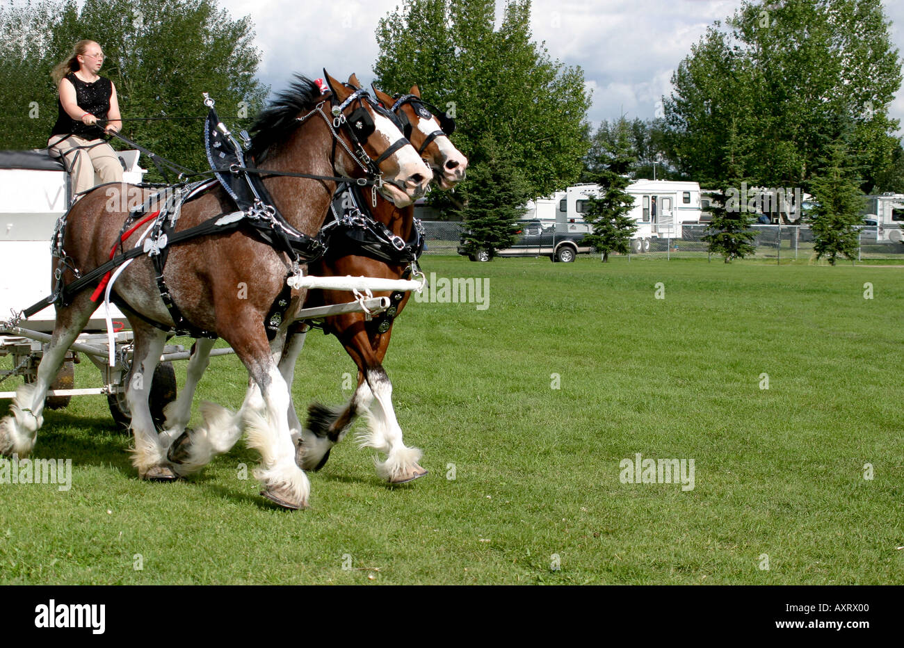 Horses pulling wagon hires stock photography and images Alamy