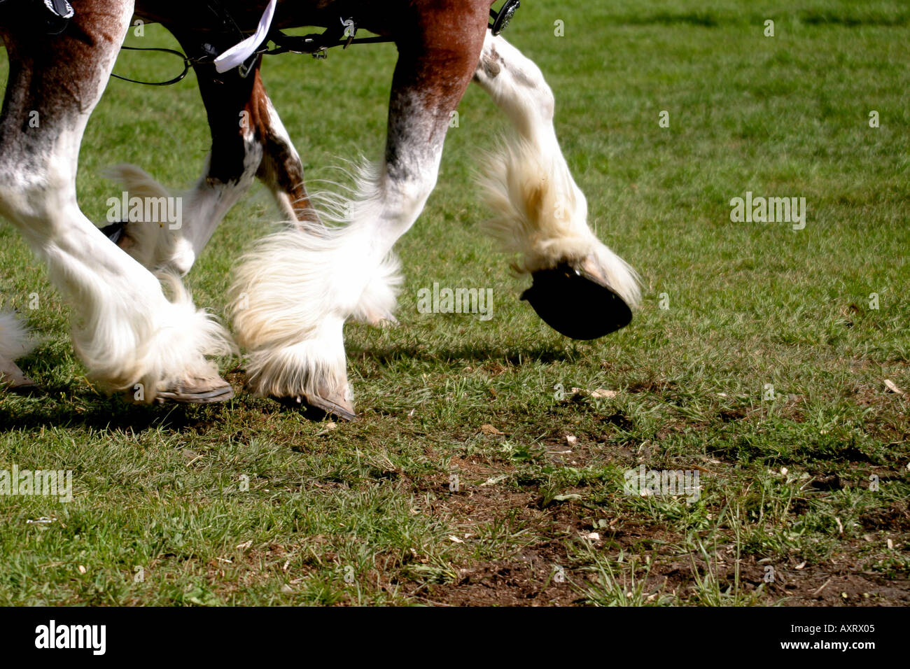 DRAFT HORSES; heavy horse Stock Photo Alamy