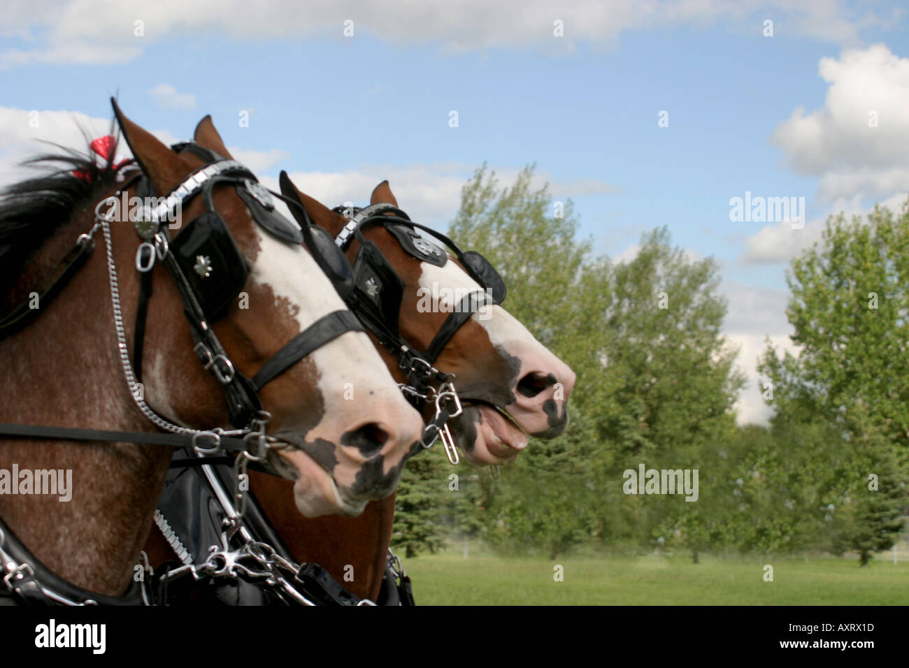 DRAFT HORSES; heavy horse Stock Photo Alamy