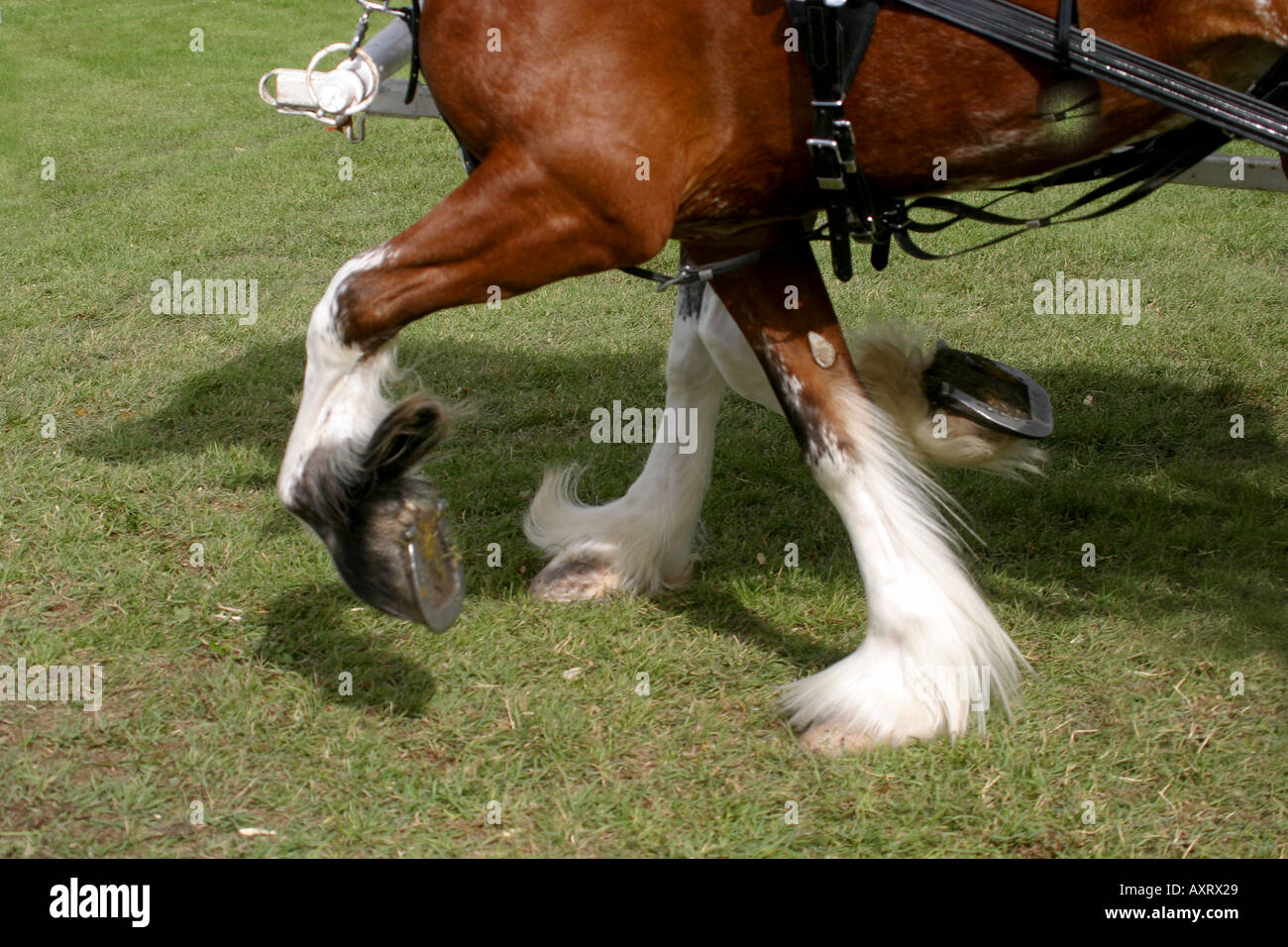 DRAFT HORSES; heavy horse Stock Photo Alamy