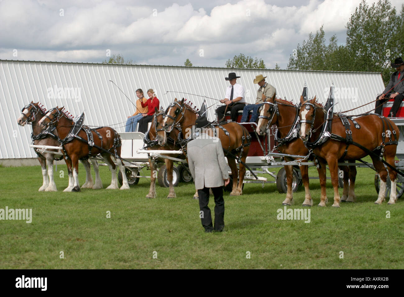 DRAFT HORSES; heavy horse Stock Photo Alamy