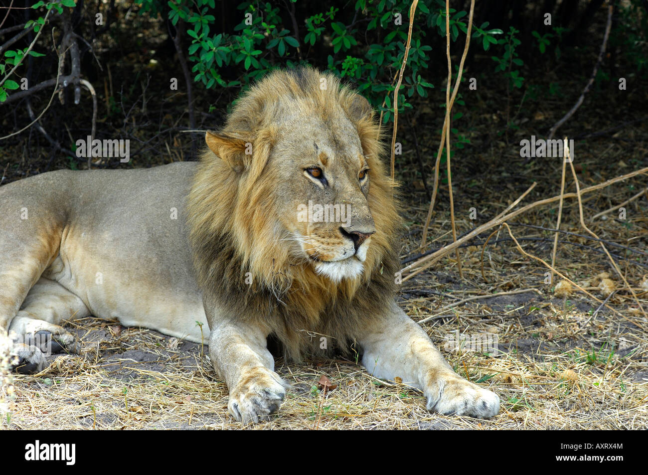 Resting male lion (Panthera leo),Savuti national park, Botswana Stock Photo
