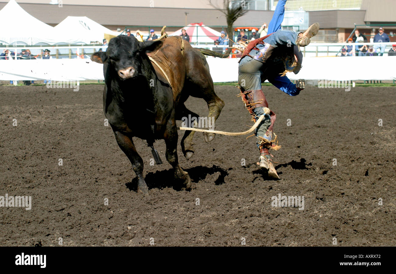 BULL RIDING. Cowboys pitting their skills against rough and vicious ...