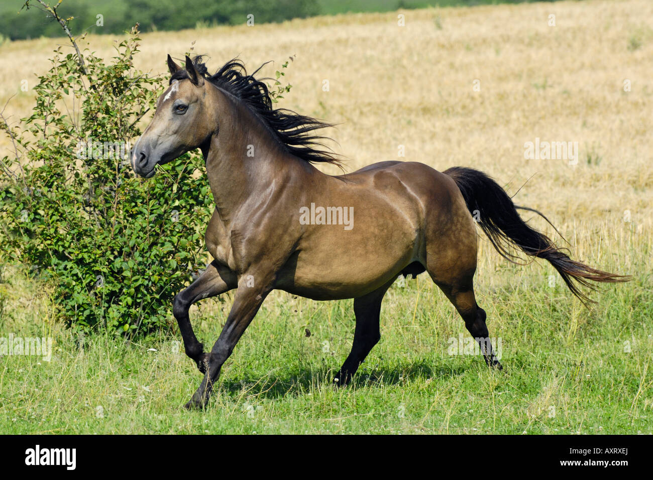 Galloping Connemara pony in the paddock Stock Photo