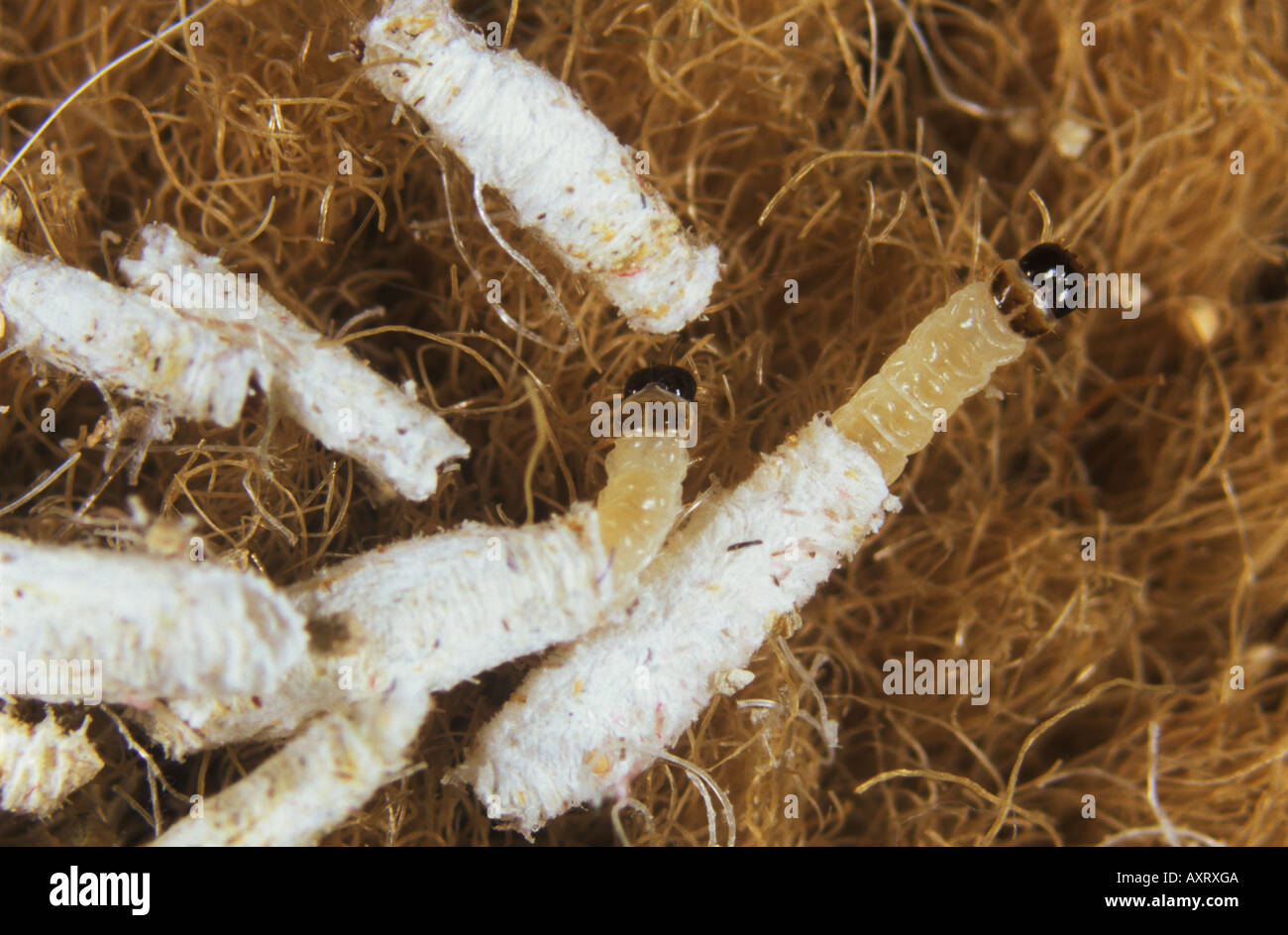Case bearing clothes moth Tinea pellionella larvae on fabric Stock Photo