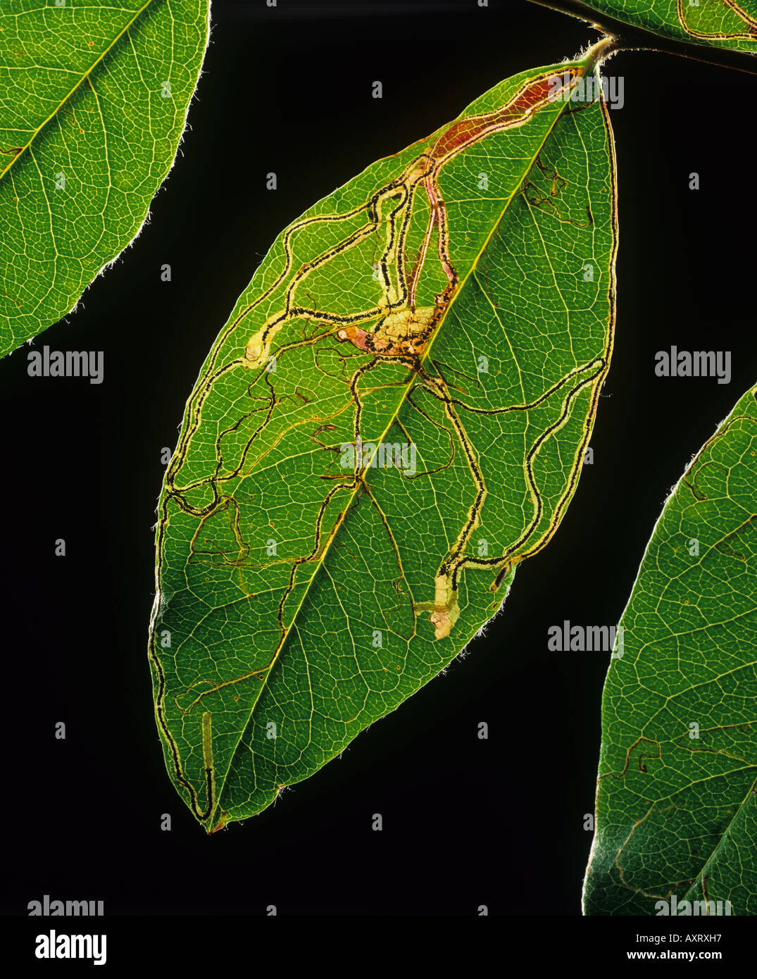 Apple leafminer Lyonetia clerkella backlit mines in a cotoneaster leaf Stock Photo