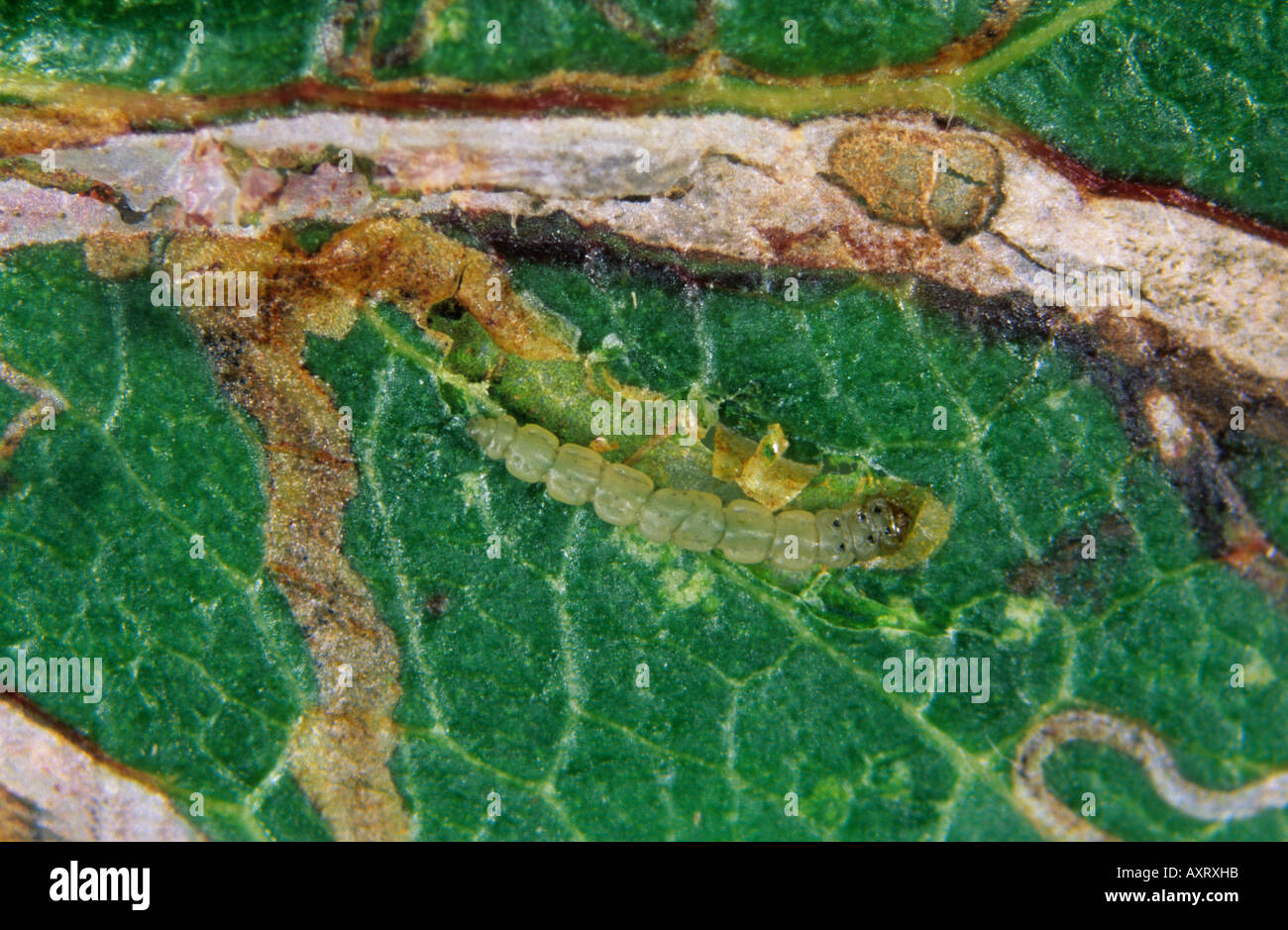 Apple leafminer Lyonetia clerkella caterpillar exposed from its leaf mine Stock Photo