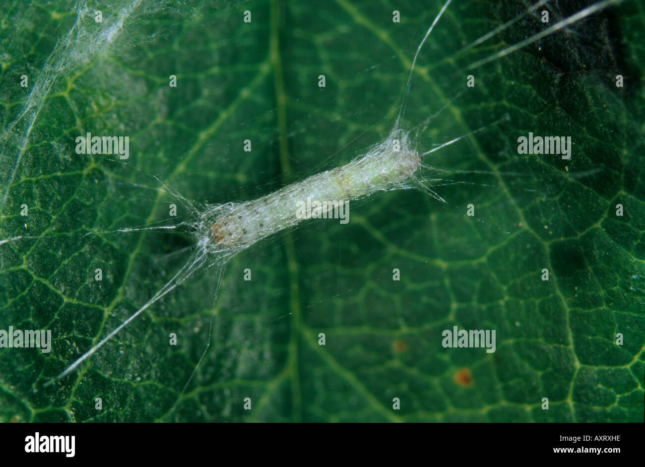 Apple leafminer Lyonetia clerkella pupa in cocoon attached to an apple leaf Stock Photo