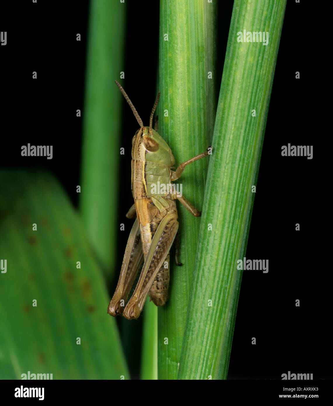 Meadow grasshopper Chorthippus parallelus immature on grass Stock Photo