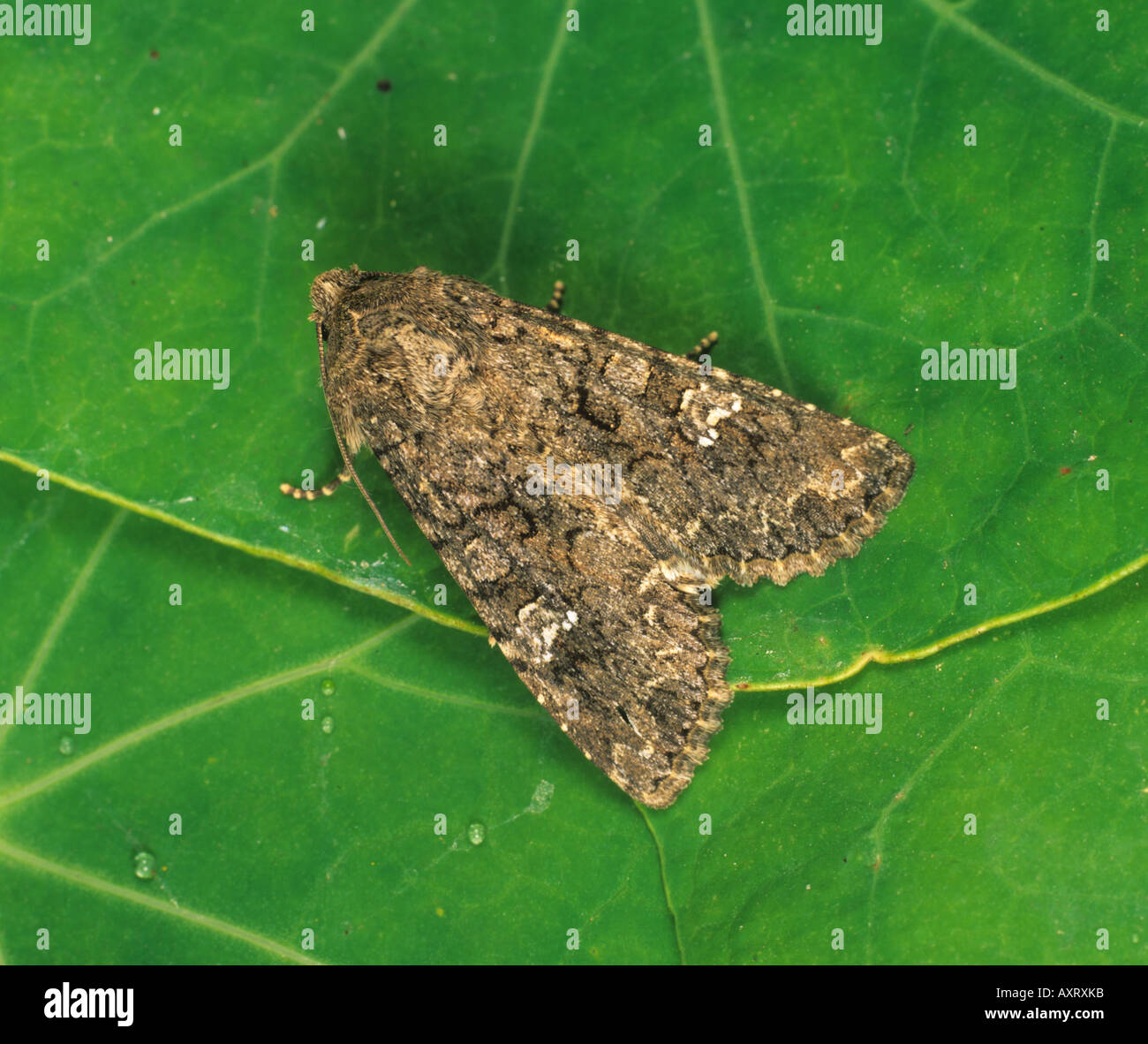 Cabbage moth Mamestra brassicae adult moth on a leaf Stock Photo Alamy