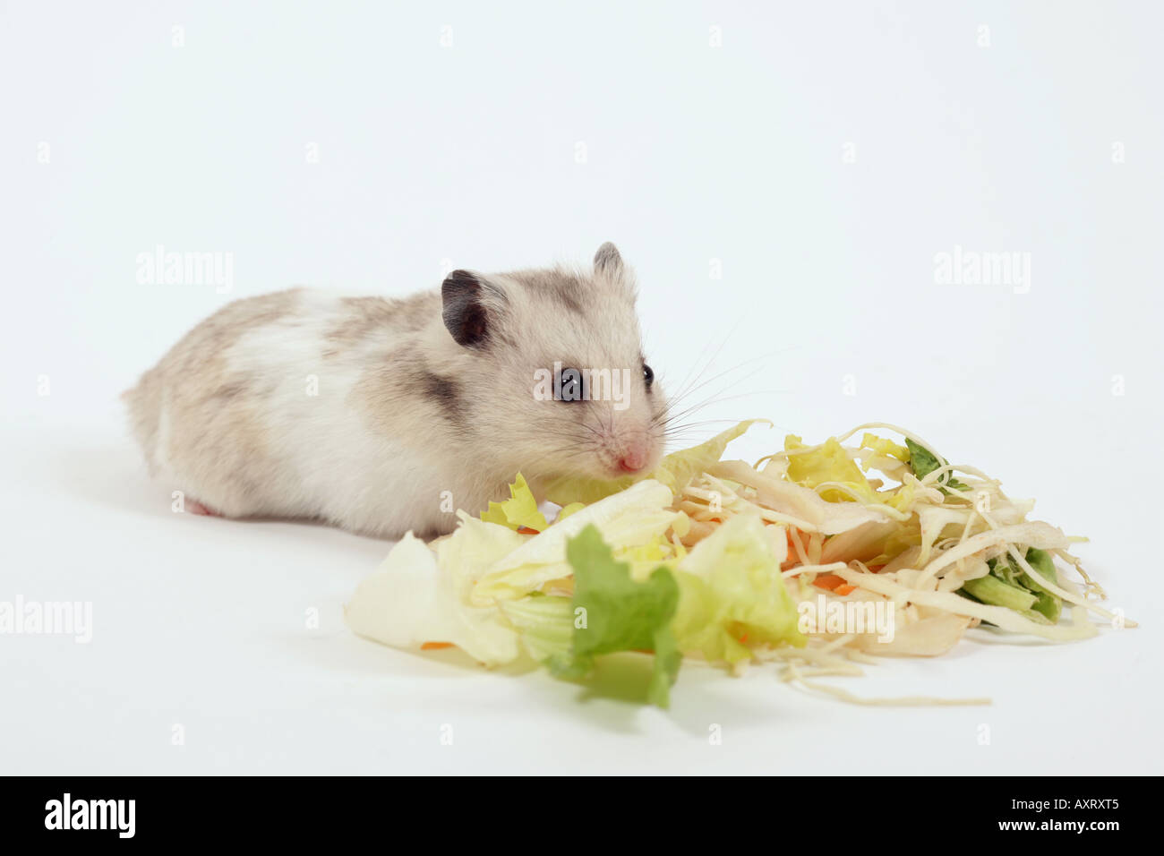 Hamster on white with food Stock Photo