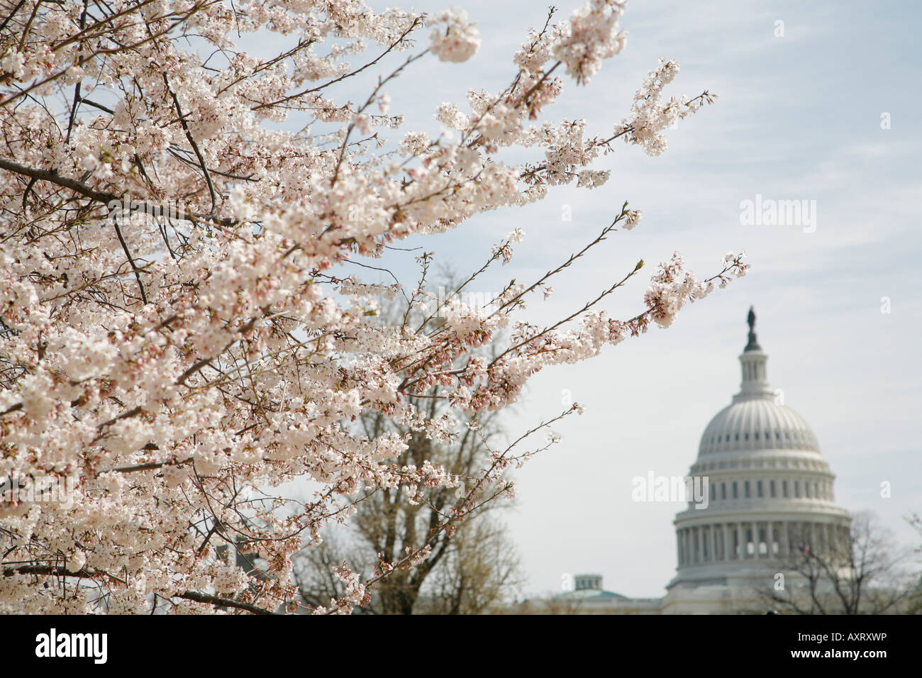 Capitol Building, Cherry Blossoms, Washington DC, USA Stock Photo Alamy