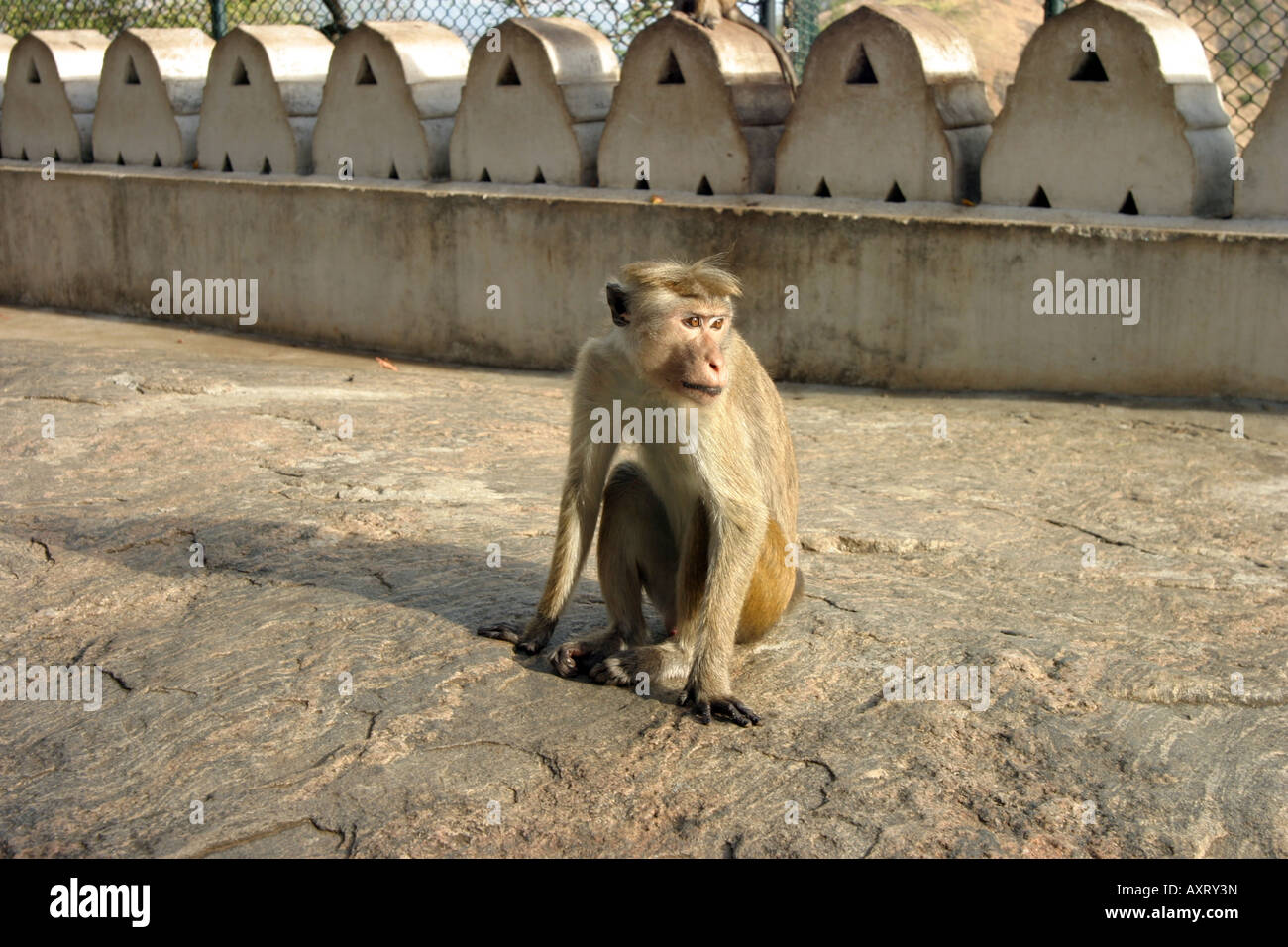 Sri Lanka wildlife - An adult Toque macaque monkey, Macaca Sinica, at  Dambulla temple, Sri Lanka, Asia Stock Photo