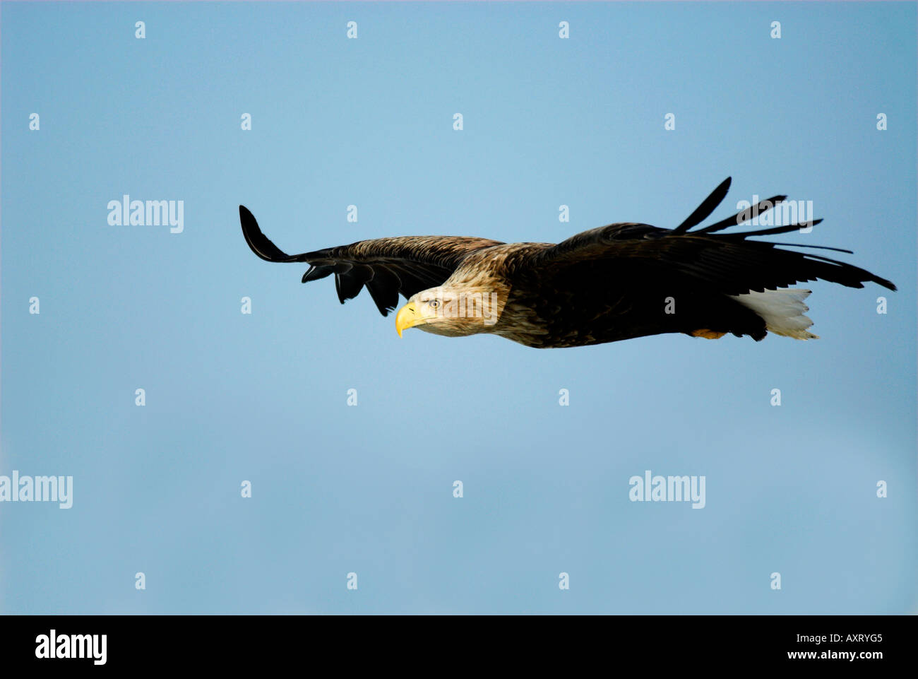 White tailed eagle in the sky hi-res stock photography and images - Alamy