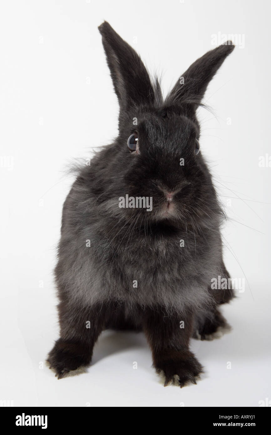 The domestic rabbit hi-res stock photography and images - Alamy