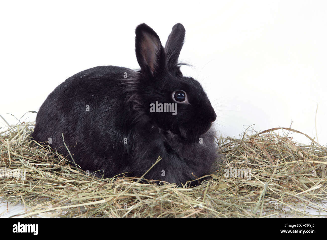 black domestic Rabbit Stock Photo - Alamy
