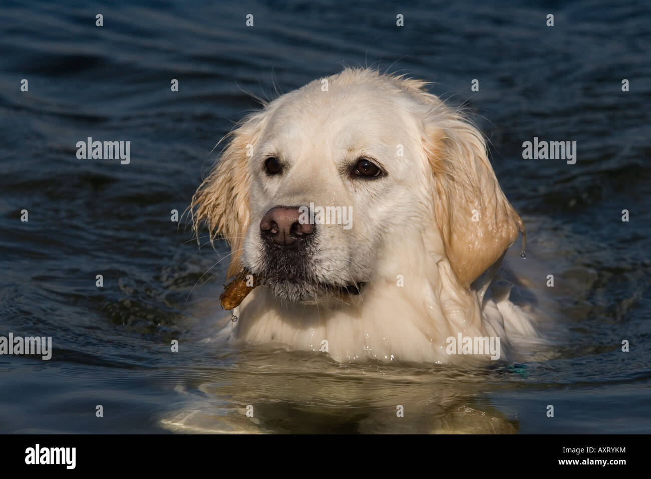 Golden Retriever swimming and carrying stick Stock Photo
