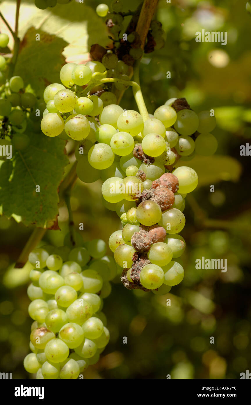 Grey mould or noble rot Botrytis cinerea infection on English grapevine Stock Photo