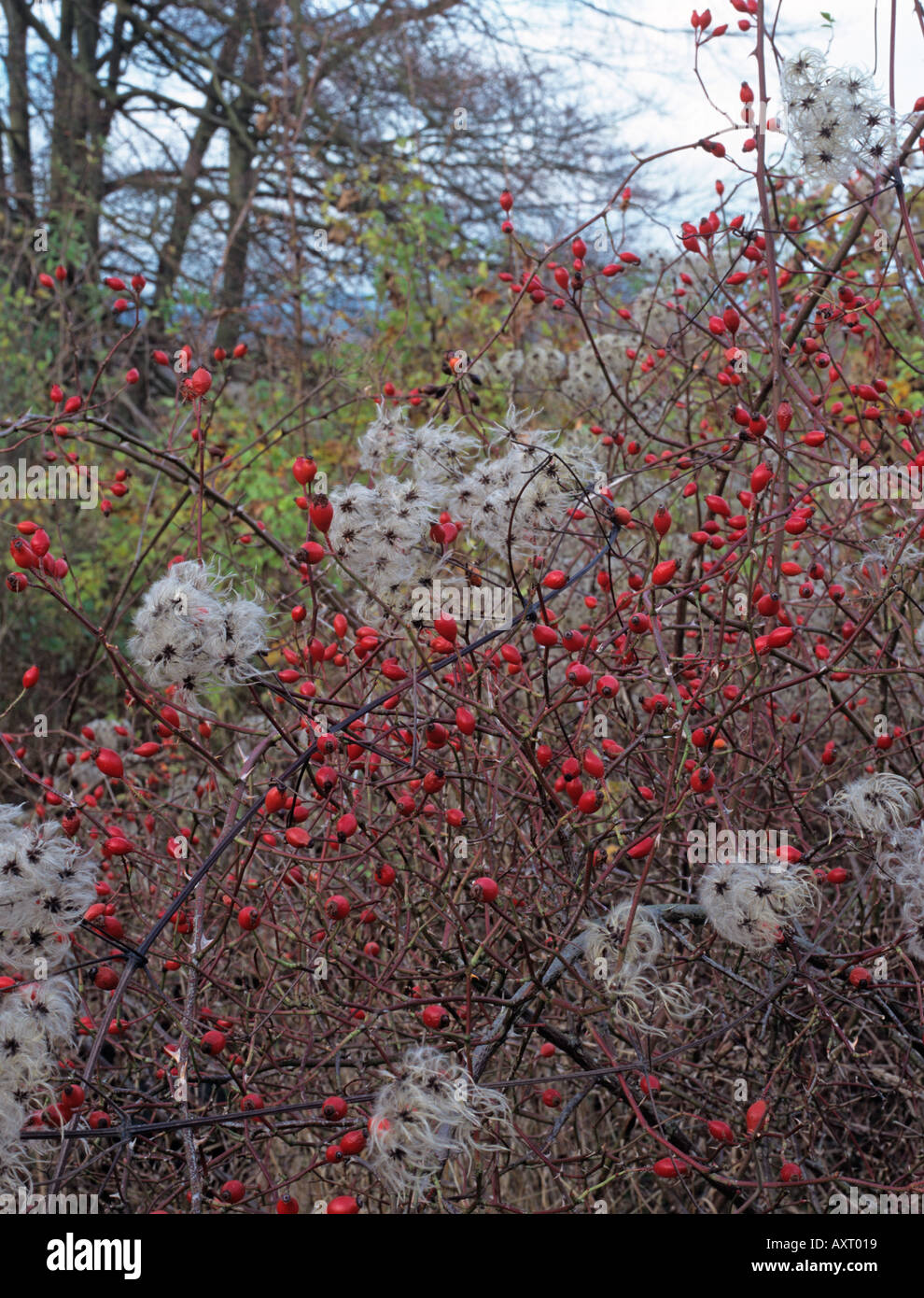 Oldmans Beard or Travellers Joy Clematis ligusticifolia and wild rose hips Stock Photo