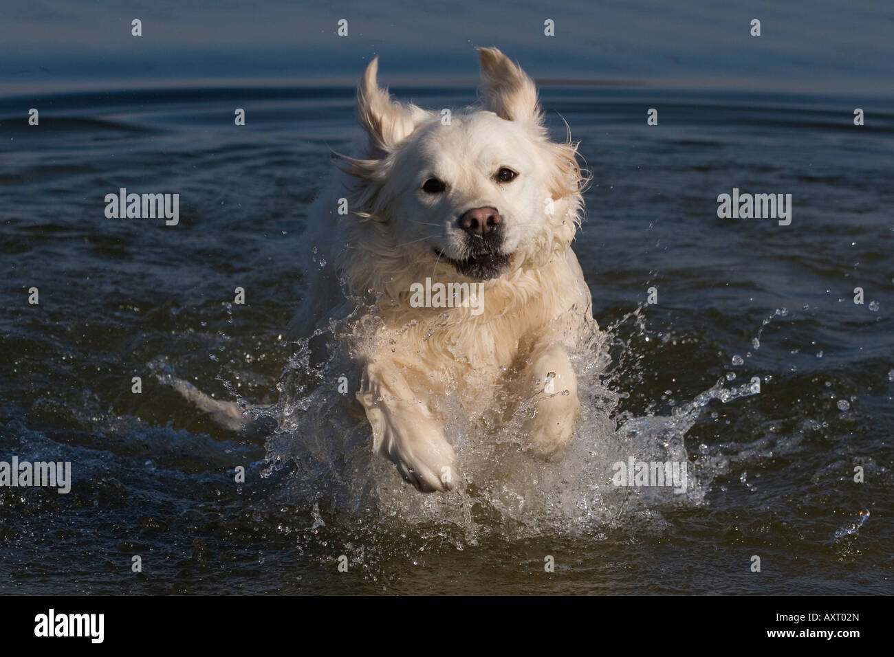 Golden Retriever leaping out of water Stock Photo