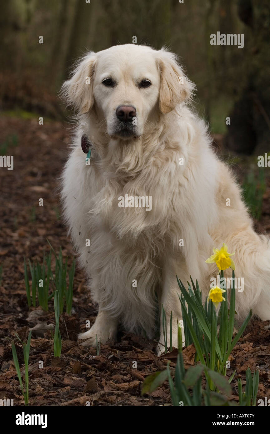 Golden Retriever in woodland with spring Daffodils Stock Photo