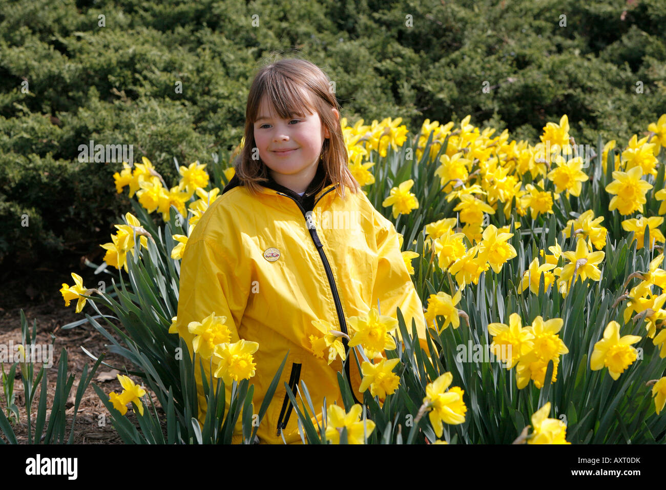 Girl in yellow jacket sitting with daffodils, Washington DC, USA Stock Photo