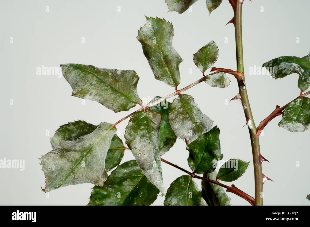 Powdery mildew Sphaerotheca pannosa infection on climbing rose leaves