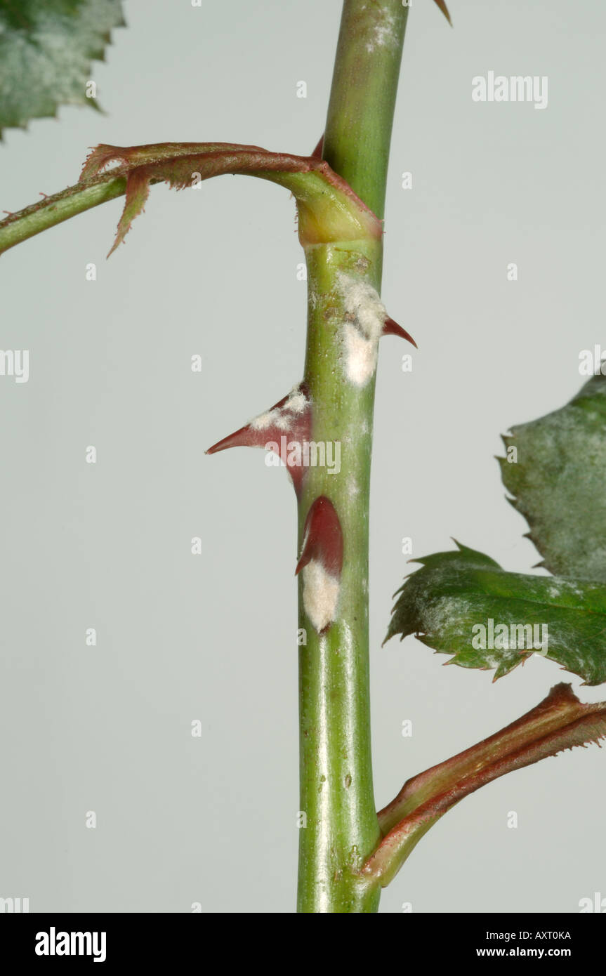 Powdery mildew Sphaerotheca pannosa infection on climbing rose leaves