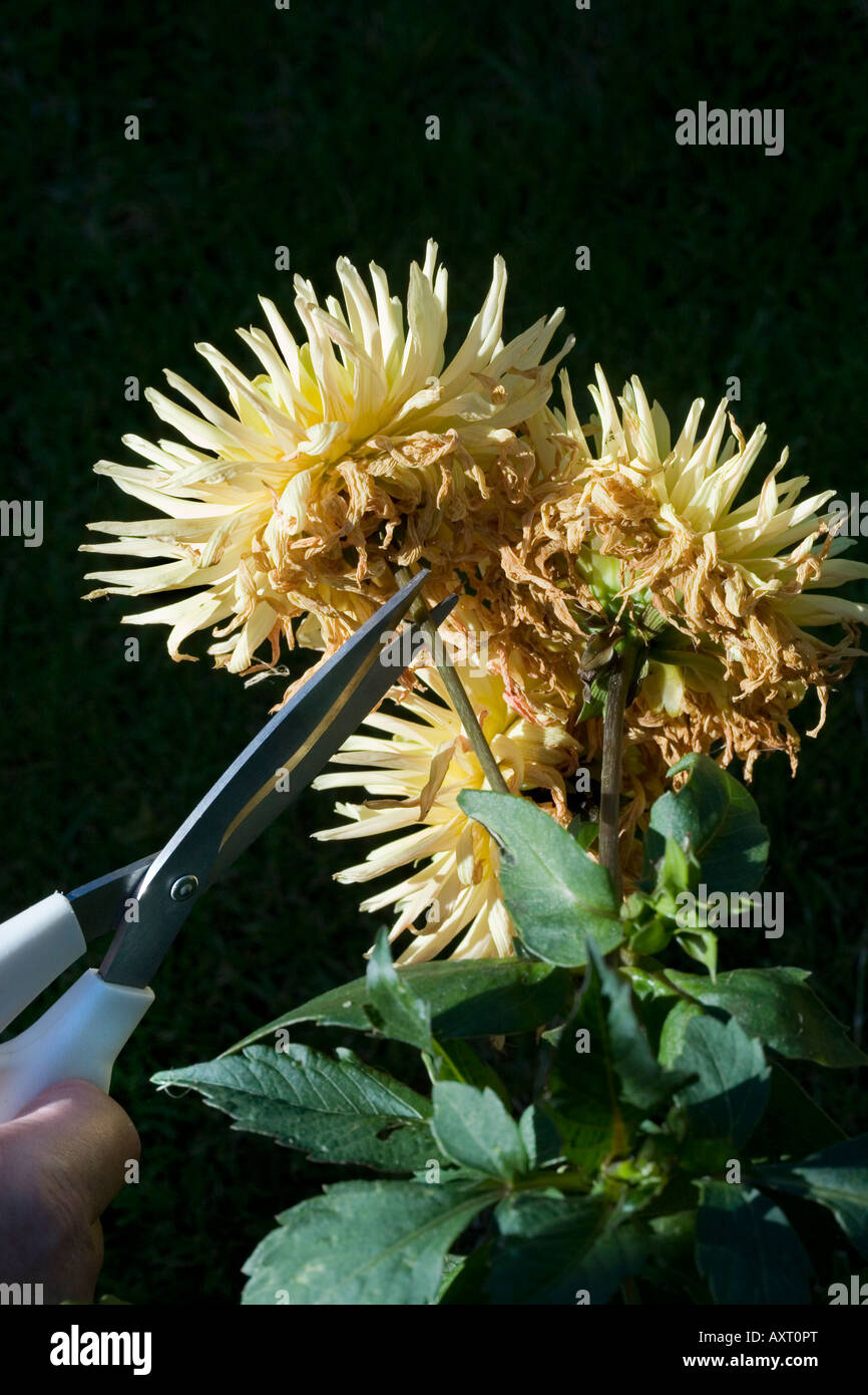 Dahlia spikes hi-res stock photography and images - Alamy