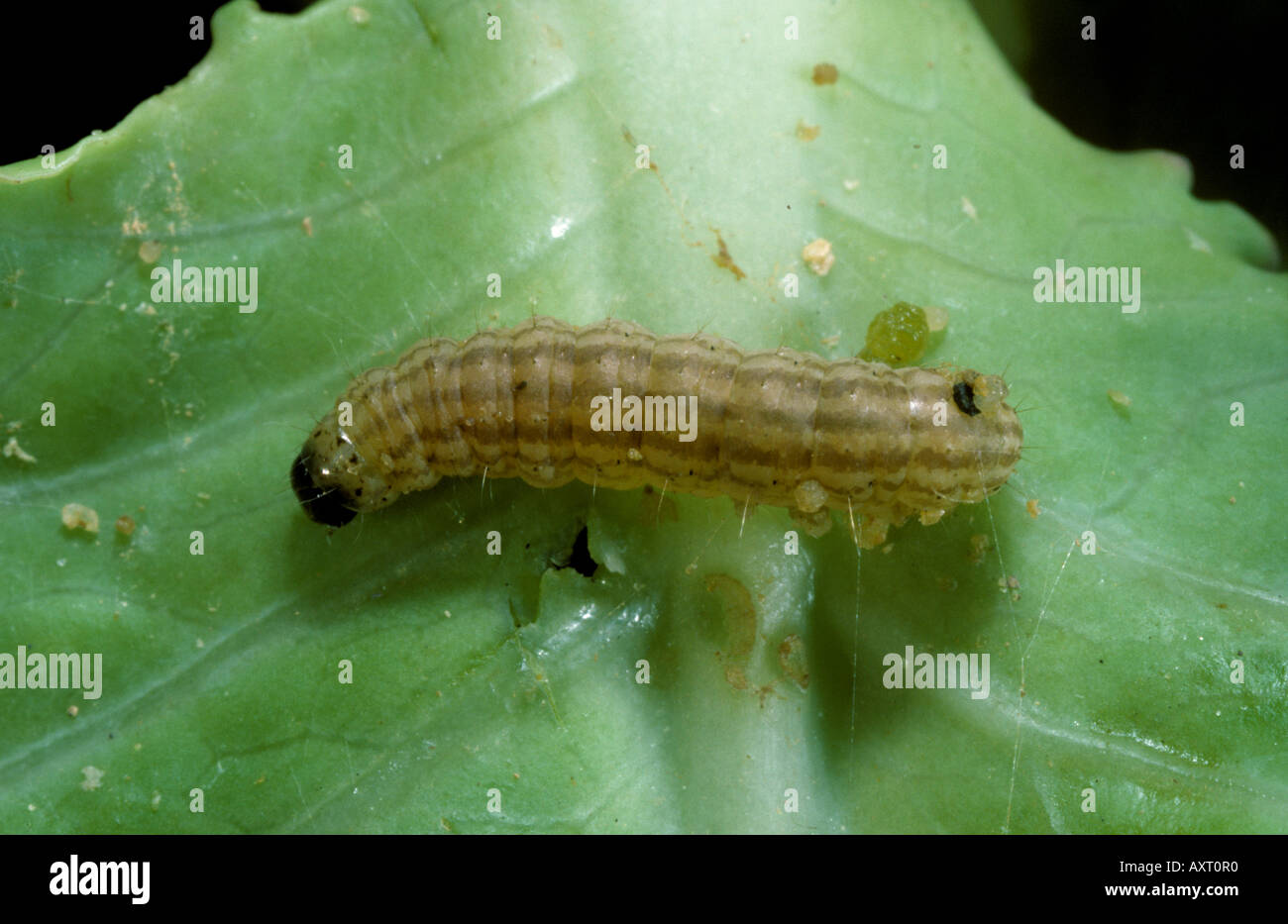 Cabbage webworm Hellula undalis caterpillar on a cabbage leaf Stock