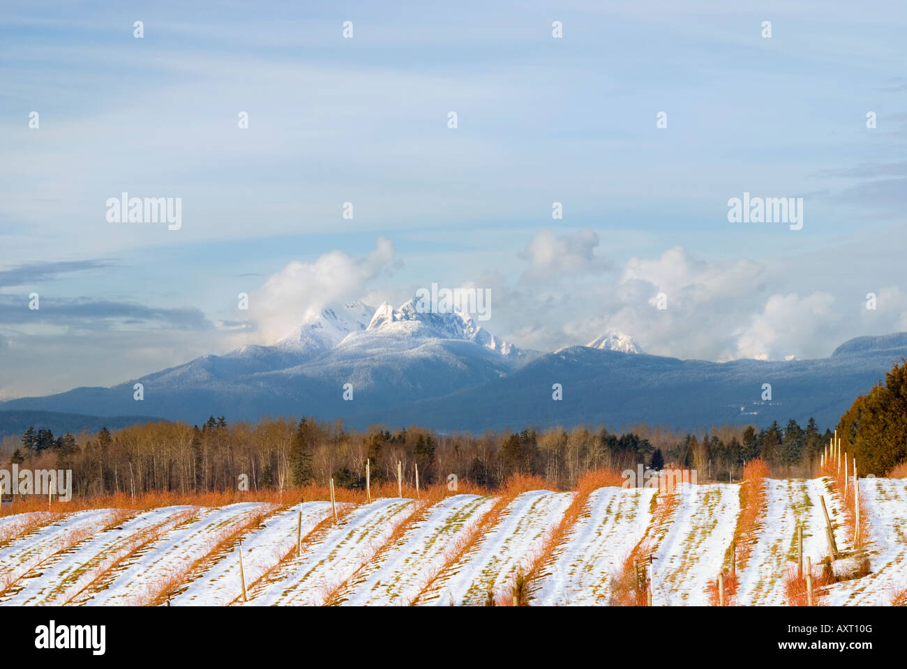 Snow blankets a Fraser Valley blueberry field while a storm clears Golden Ears Mountain in the far distance Stock Photo