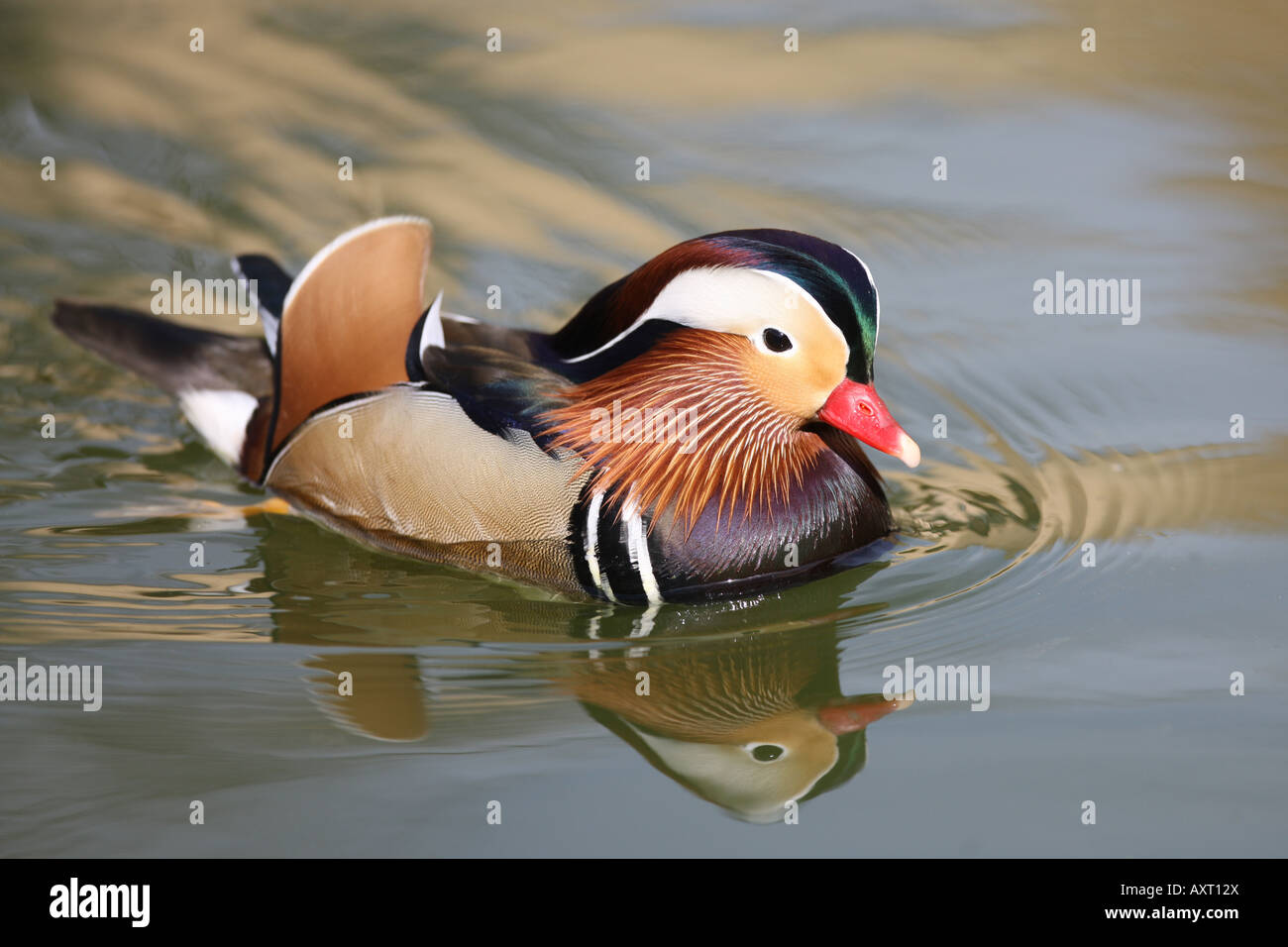 Mandarin duck swimming - Aix galericulata Stock Photo - Alamy