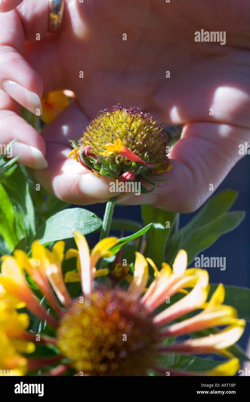 DEAD HEADING A GAILLARDIA FANFARE GAILARDIA XGRANDIFLORA, A HARDY