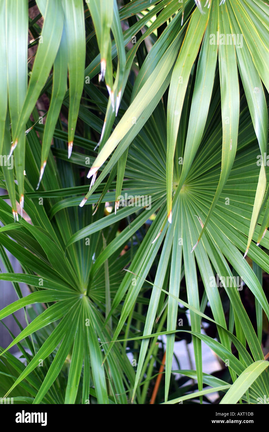 Palm Trees detail Playa Del Carmen Mexico Stock Photo