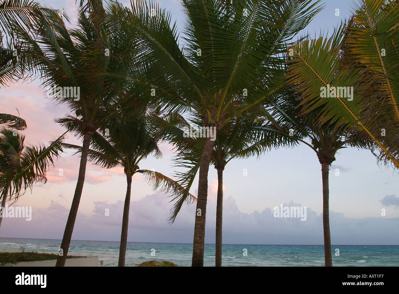 Playa Del Carmen Palm trees with coconuts and sunset on beach Stock Photo