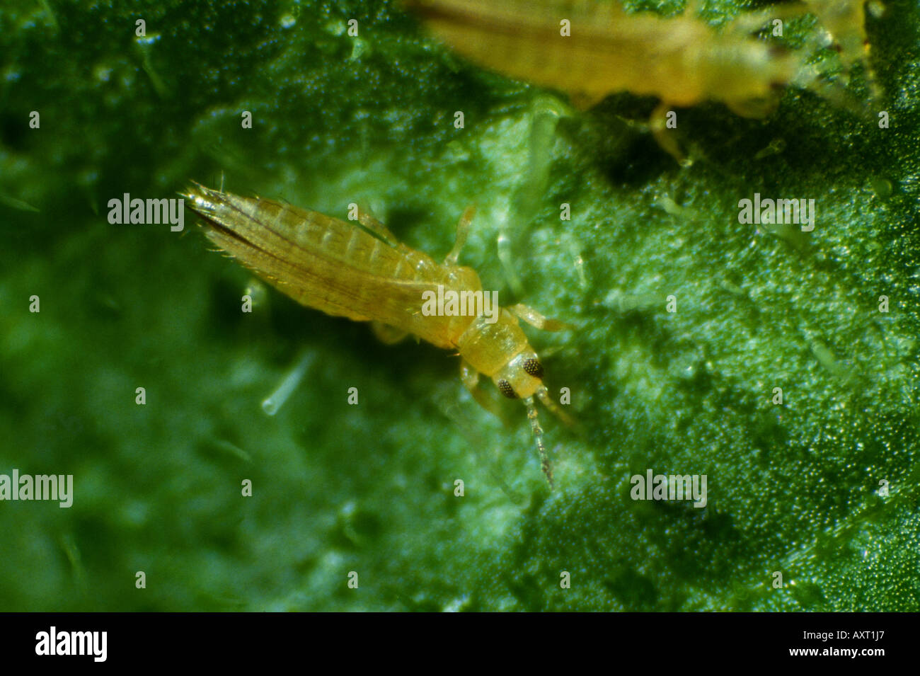 Thrips tabaci 2024